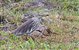 Chinese Pond-Heron